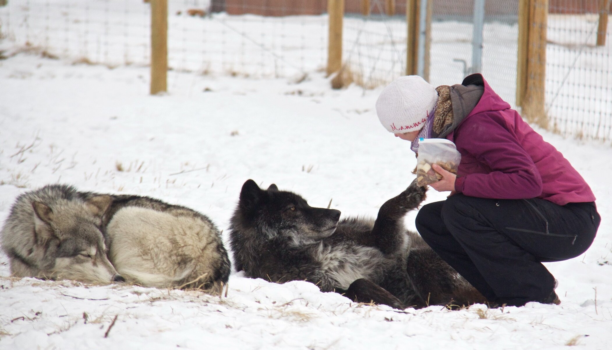 A couple enjoying the interactive wolfdog tour inside the enclosure with the wolfdogs