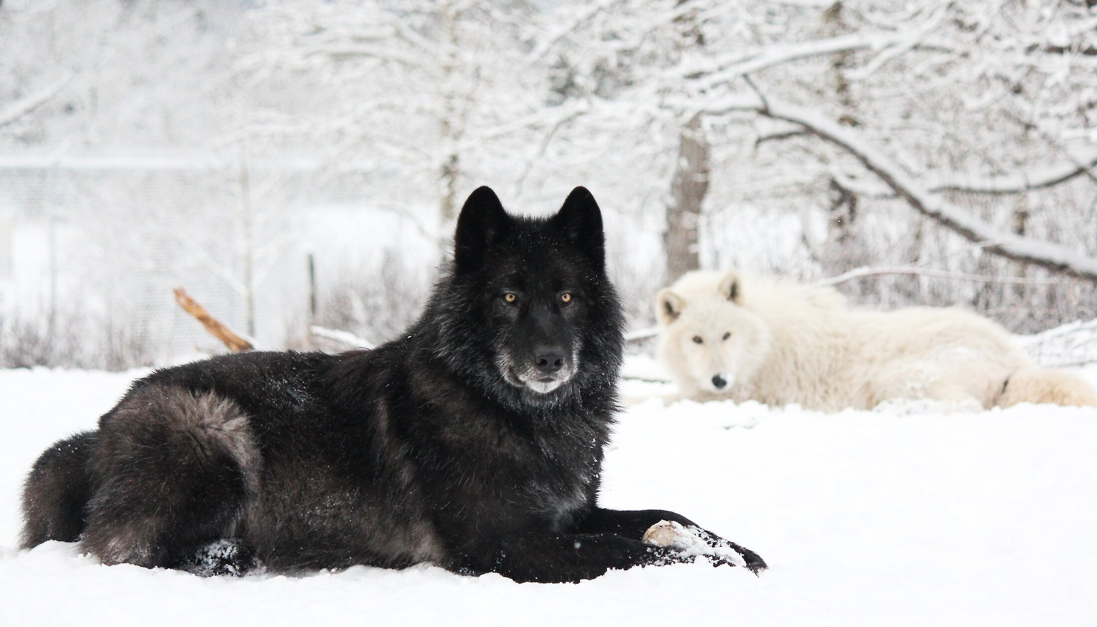 A wolfdog retrieving a treat from the hand of a woman on the interactive tour