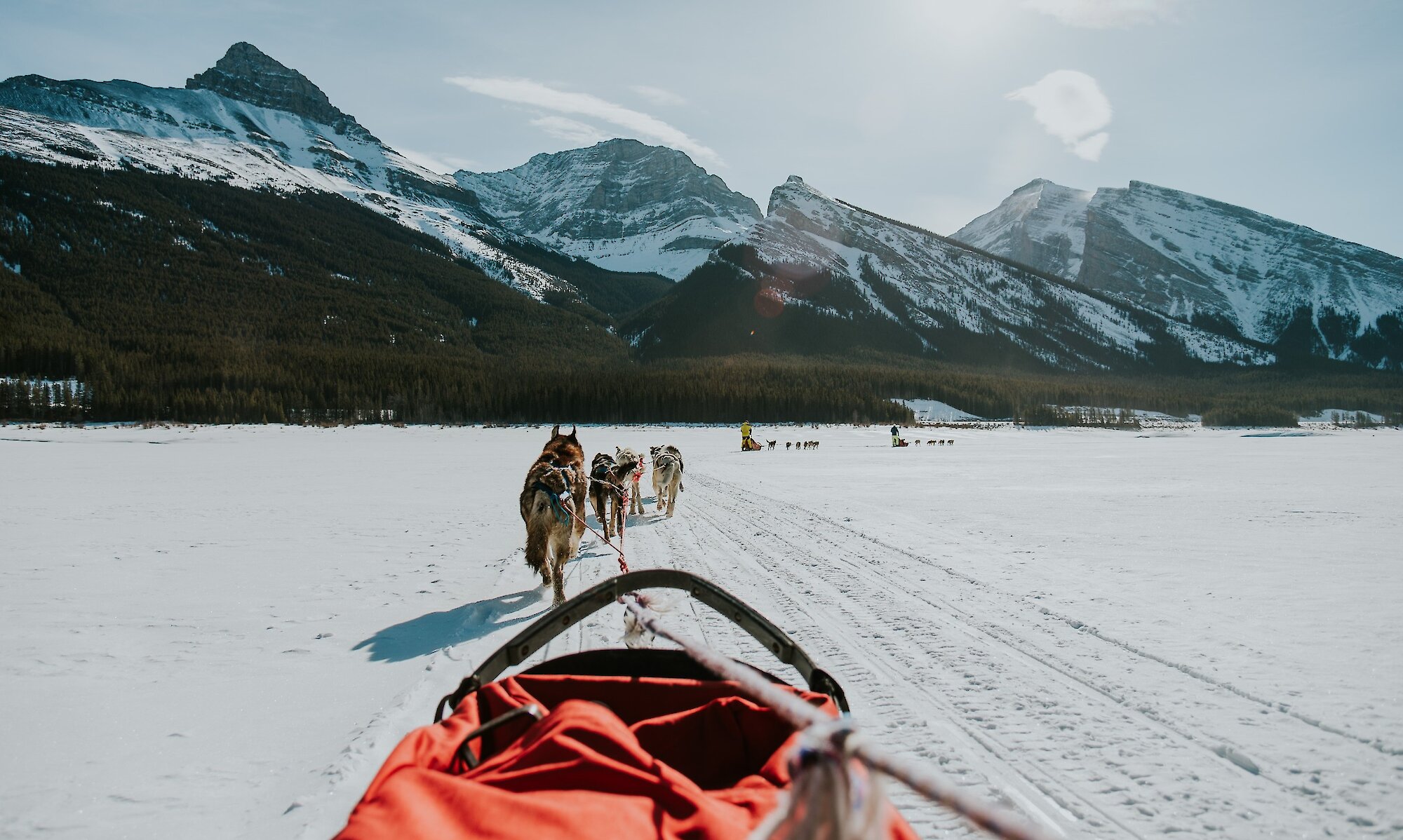 A person cozy in a sled being pulled by dogs on spray lakes