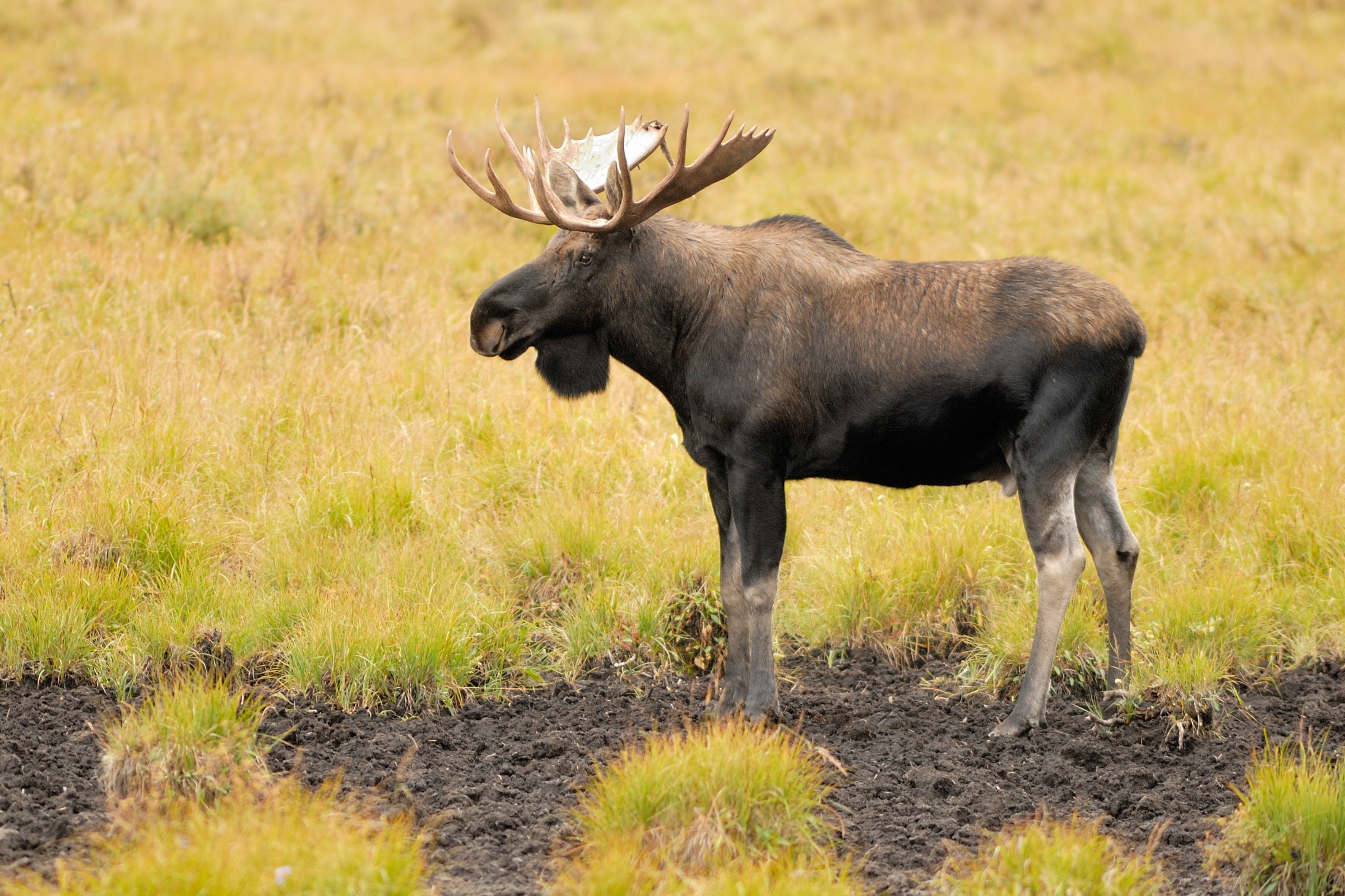 Tips for safely seeing wildlife in Banff | Banff Adventures