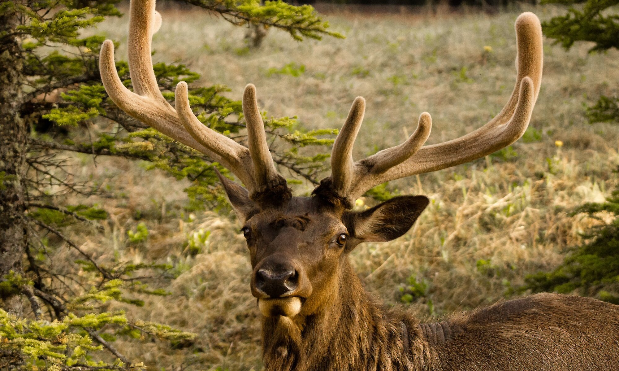 Discover the Wild Side of The Rockies with Banff Adventures’ Wildlife ...