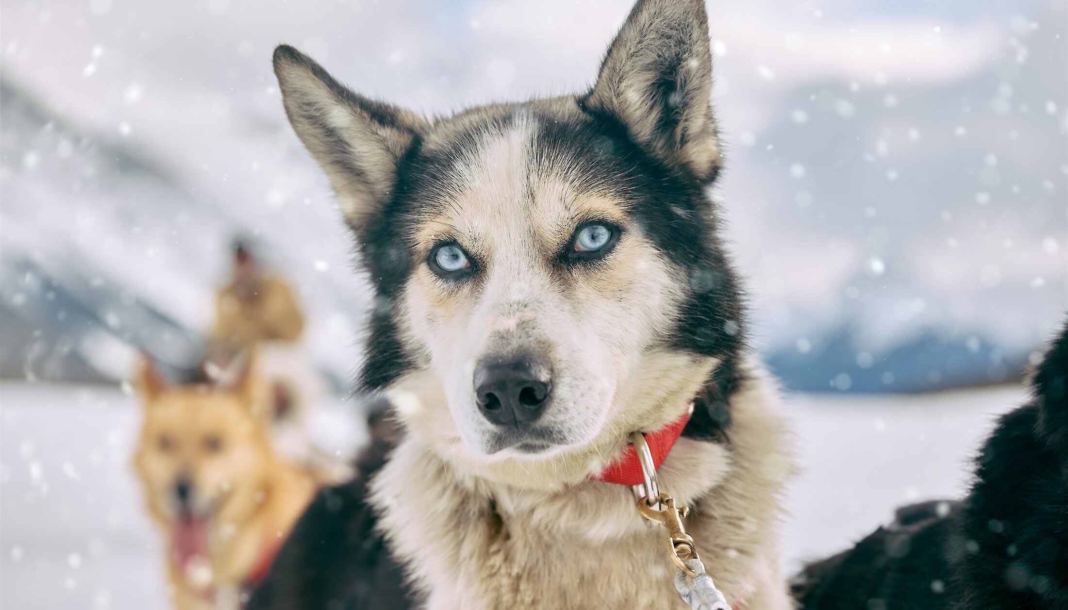 A husky on the trail dogsledding in Banff