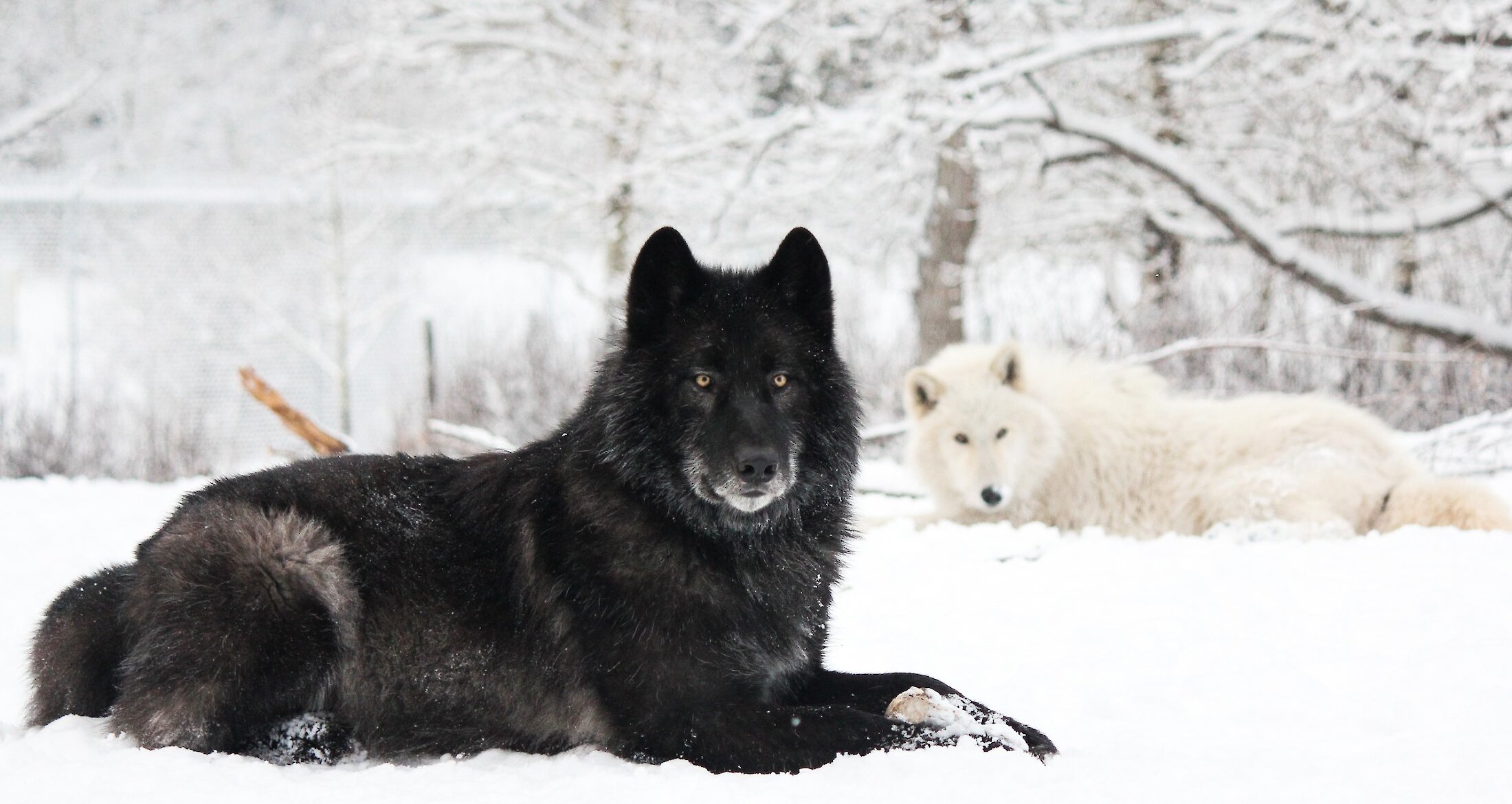 Yamnuska Wolf Dogs in Winter