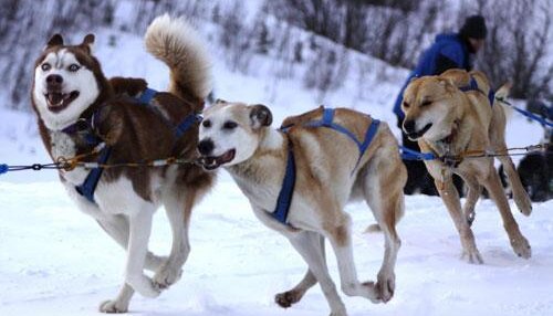 Sled Dog team