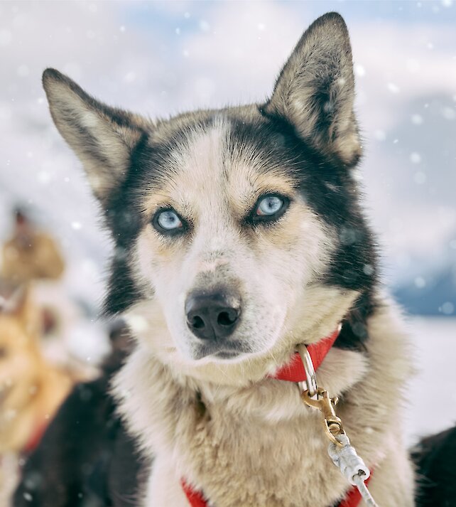 A Husky Dogsledding on spray lakes