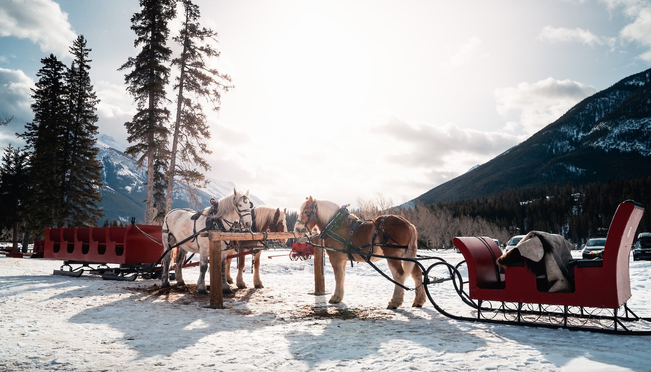 A couple of horses resting at the warner stables in Banff