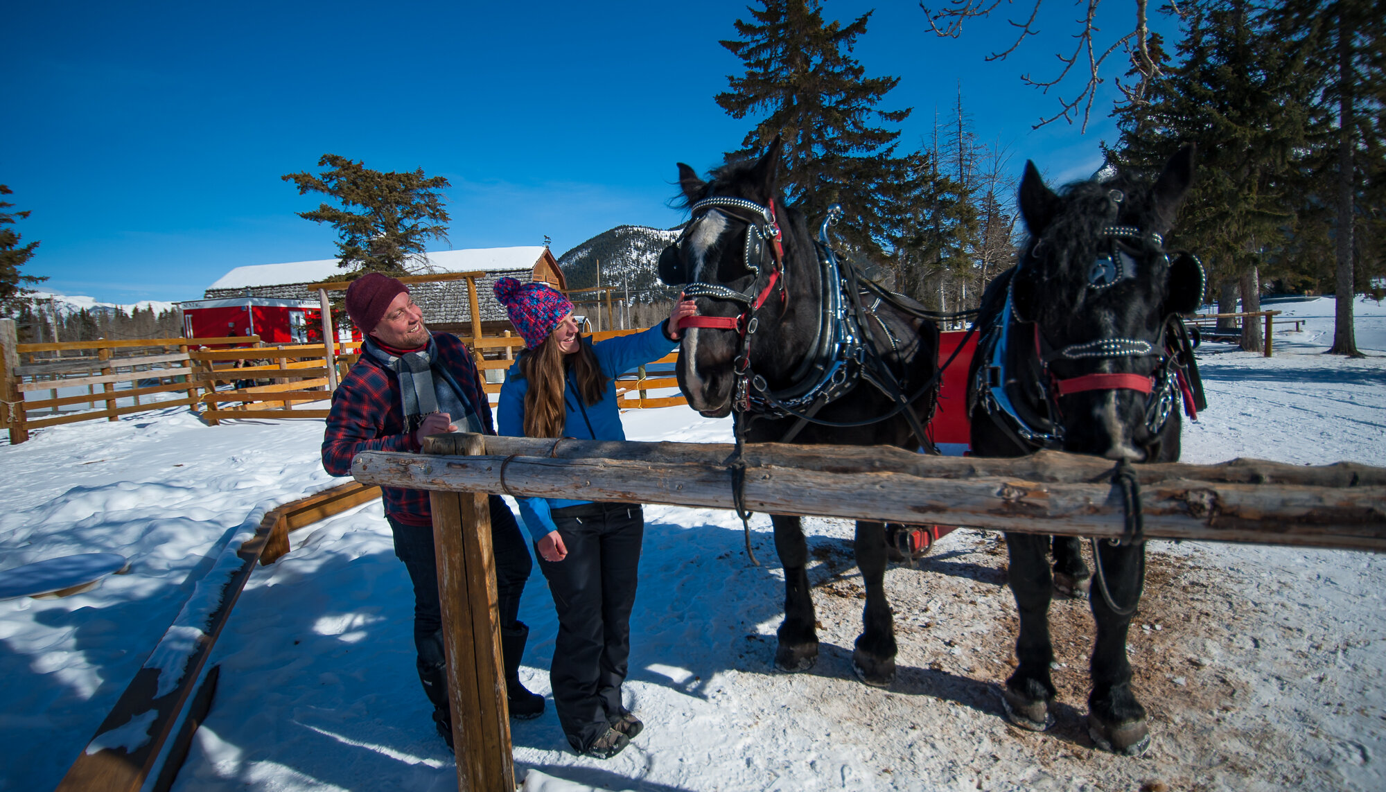 meet the horses before a private Banff sleigh ride