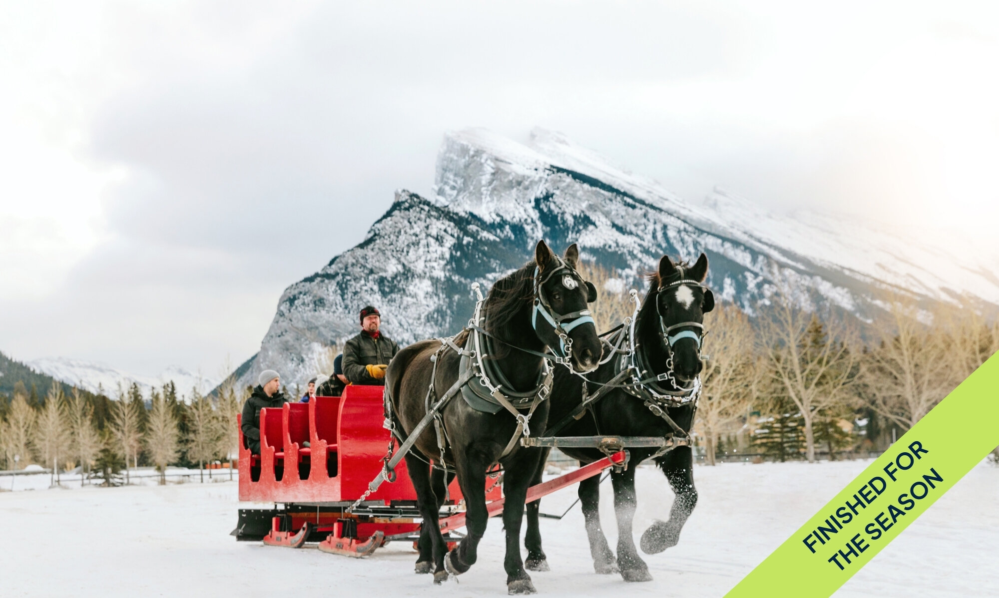 Two black horses drawing the public sleigh ride through Banff Meadows