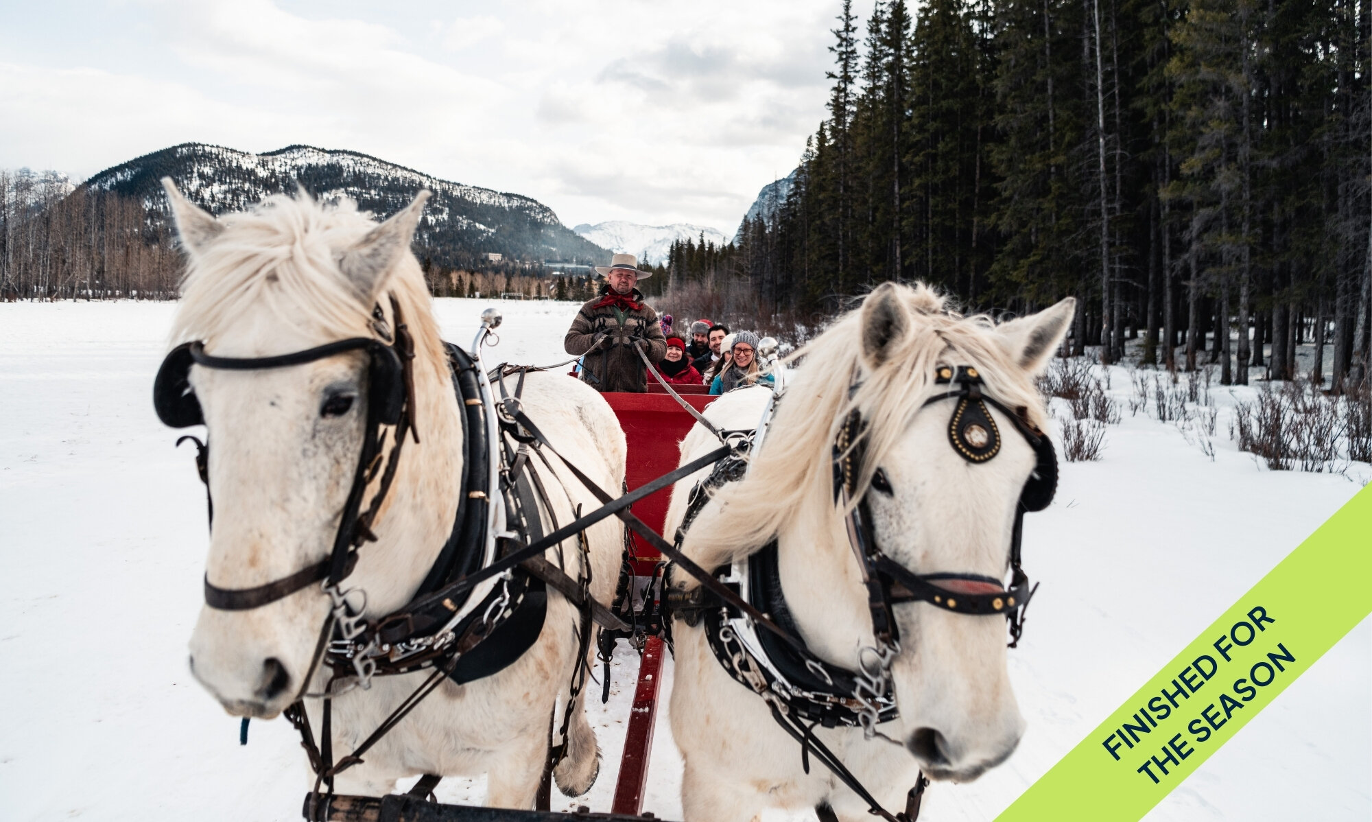 Two horse pulling a sleigh in the Meadows of Banff