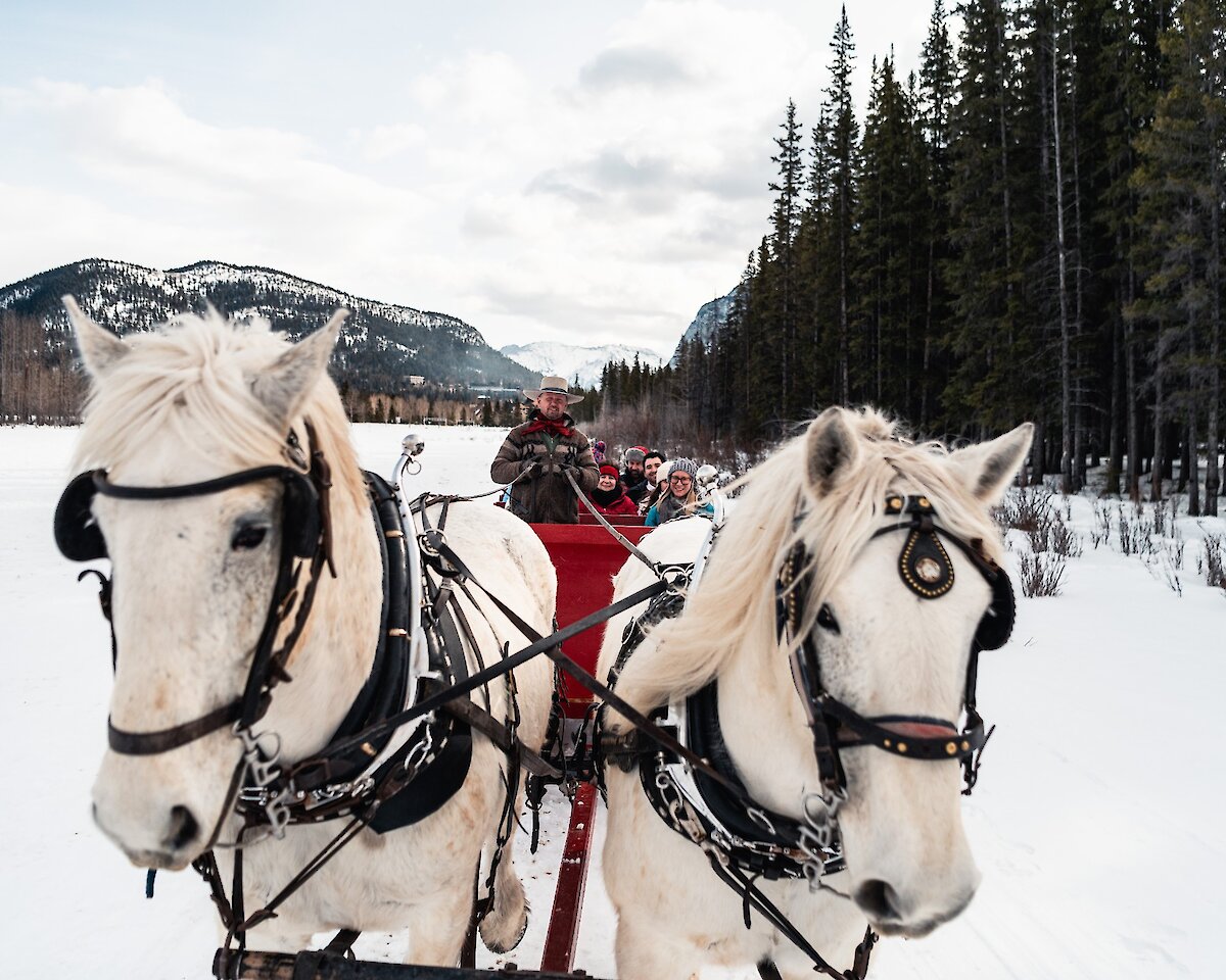 Two horse pulling a sleigh in the Meadows of Banff
